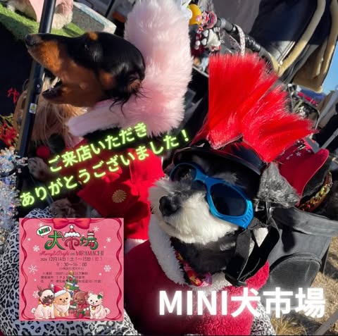 " MINI犬市場 Merry & Bright in MIRAMACHI "★たくさんのご来場ありがとうございました！！