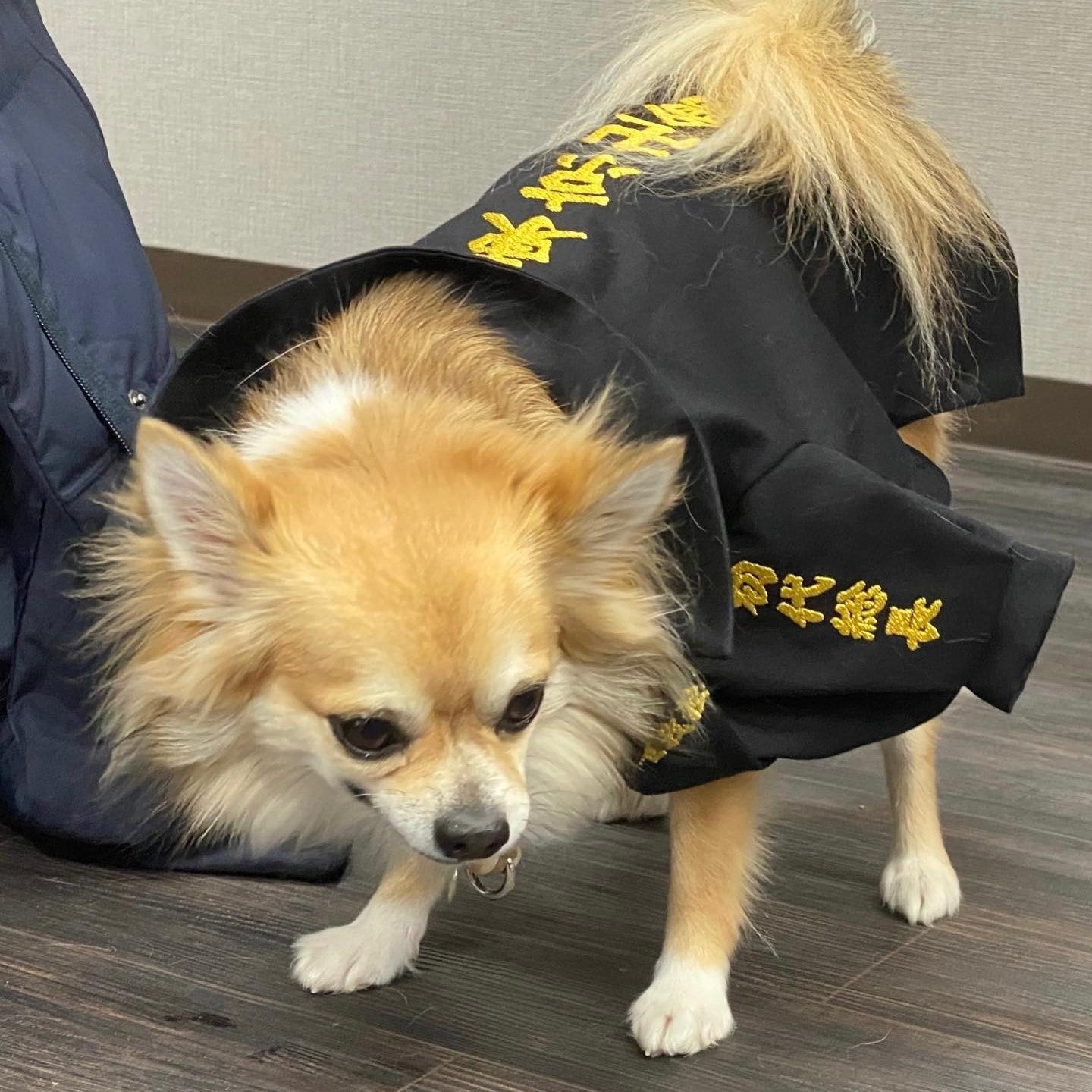 セミオーダーメイド | 犬の洋服・オーダーメイド衣装通販 | DOGBASE