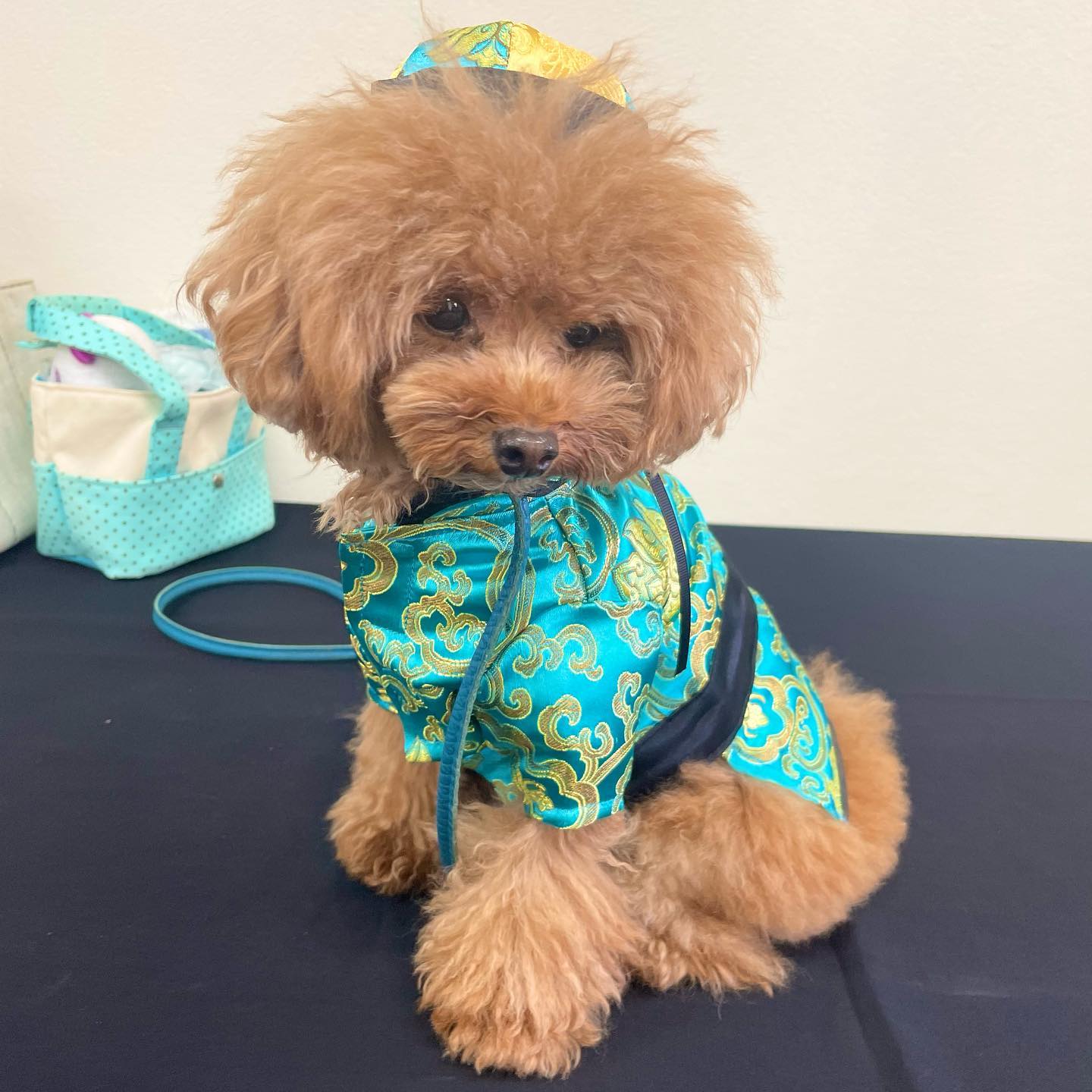 セミオーダーメイド | 犬の洋服・オーダーメイド衣装通販