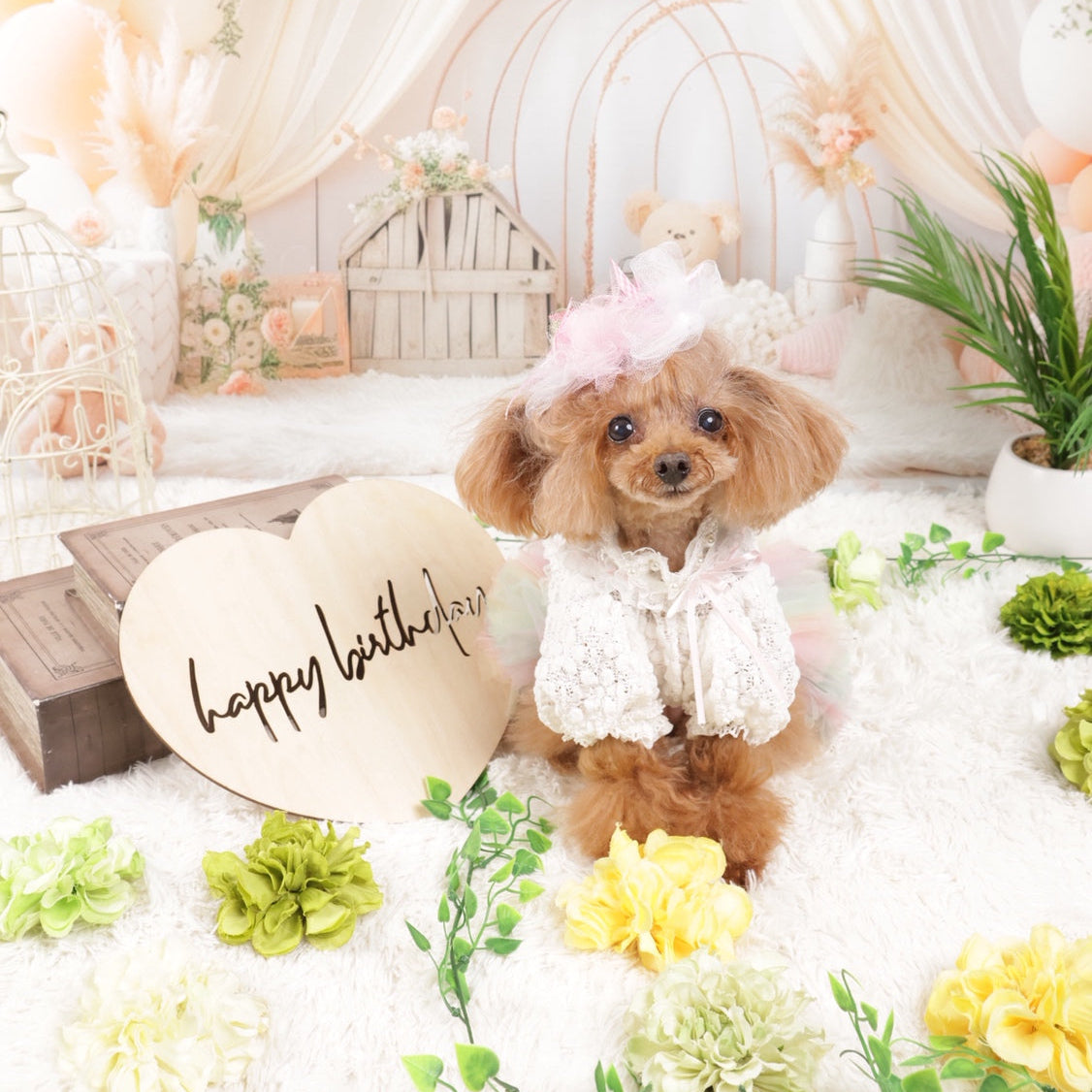 神奈川横浜の犬の撮影会の誕生日背景での撮影の様子1
