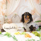 神奈川横浜の犬の撮影会の誕生日背景での撮影の様子