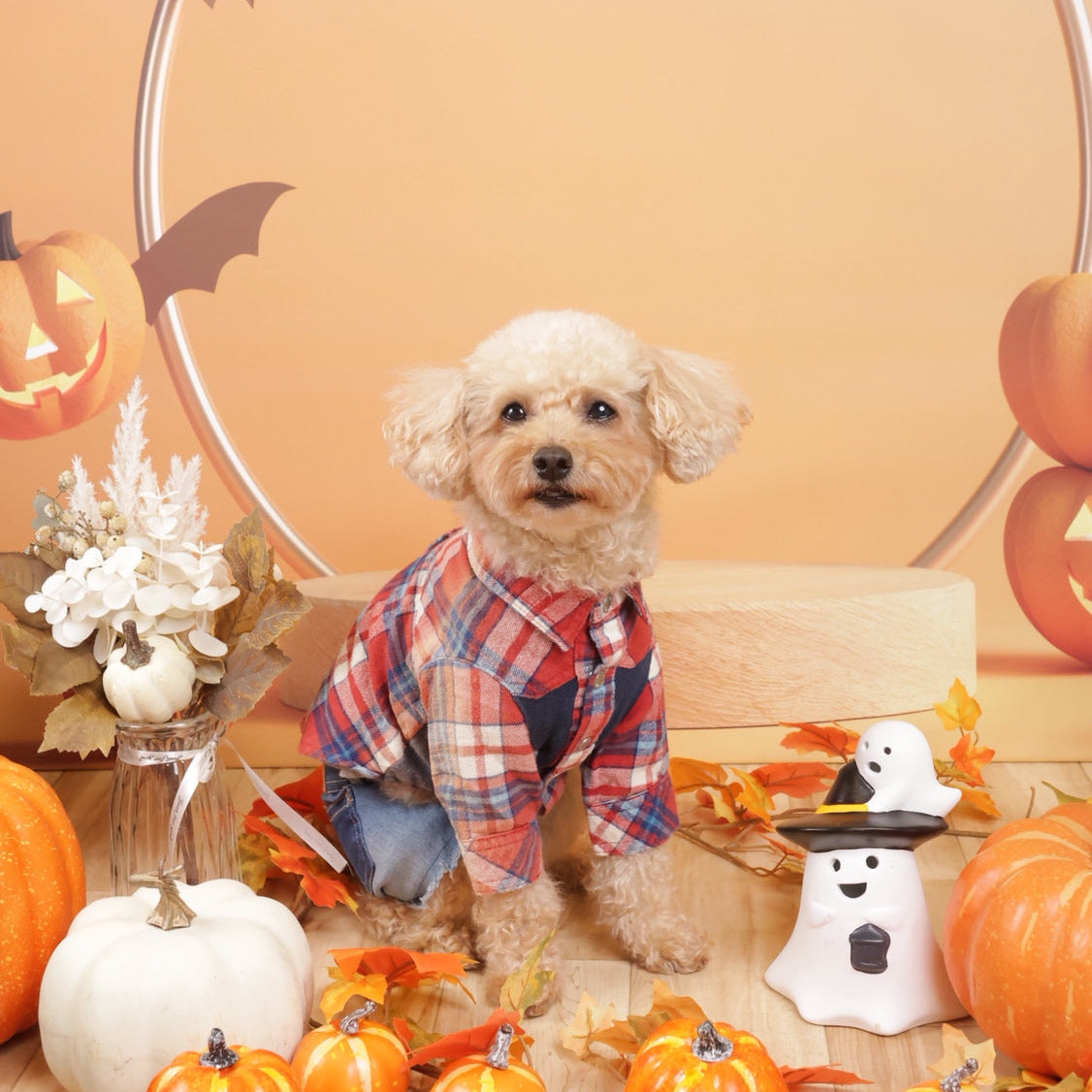 神奈川横浜の犬の撮影会のハロウィン背景での撮影の様子1