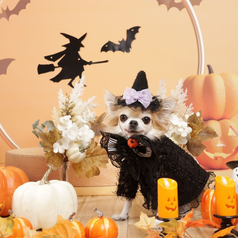 神奈川横浜の犬の撮影会のハロウィン背景での撮影の様子2